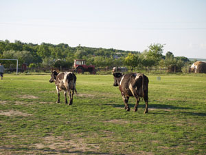 2012 juni circus 021 Geen-tijd-vandaag-gaan-de-koeien-alleen-naar-huis.-2.jpg